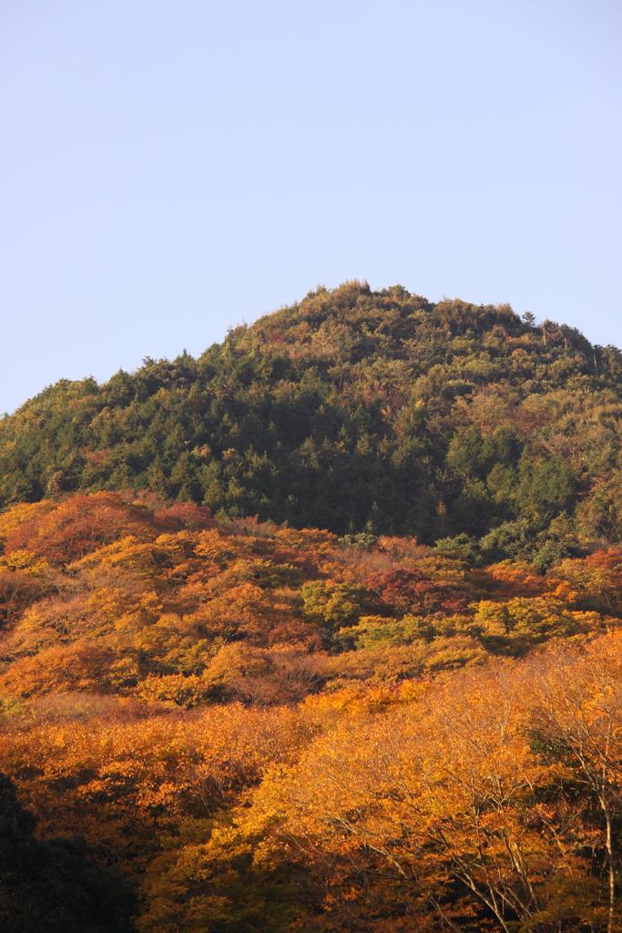 横川のけやき-0