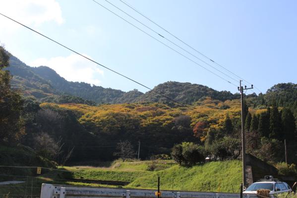 横川のけやき-1