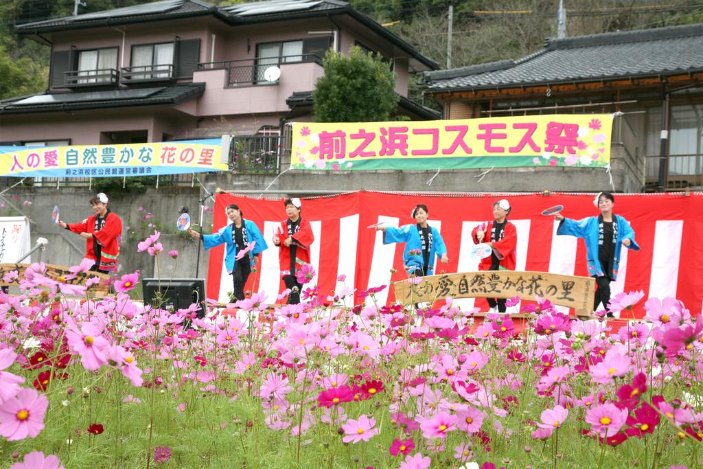 【2023】第15回 コスモス祭り in 喜入前之浜町-1