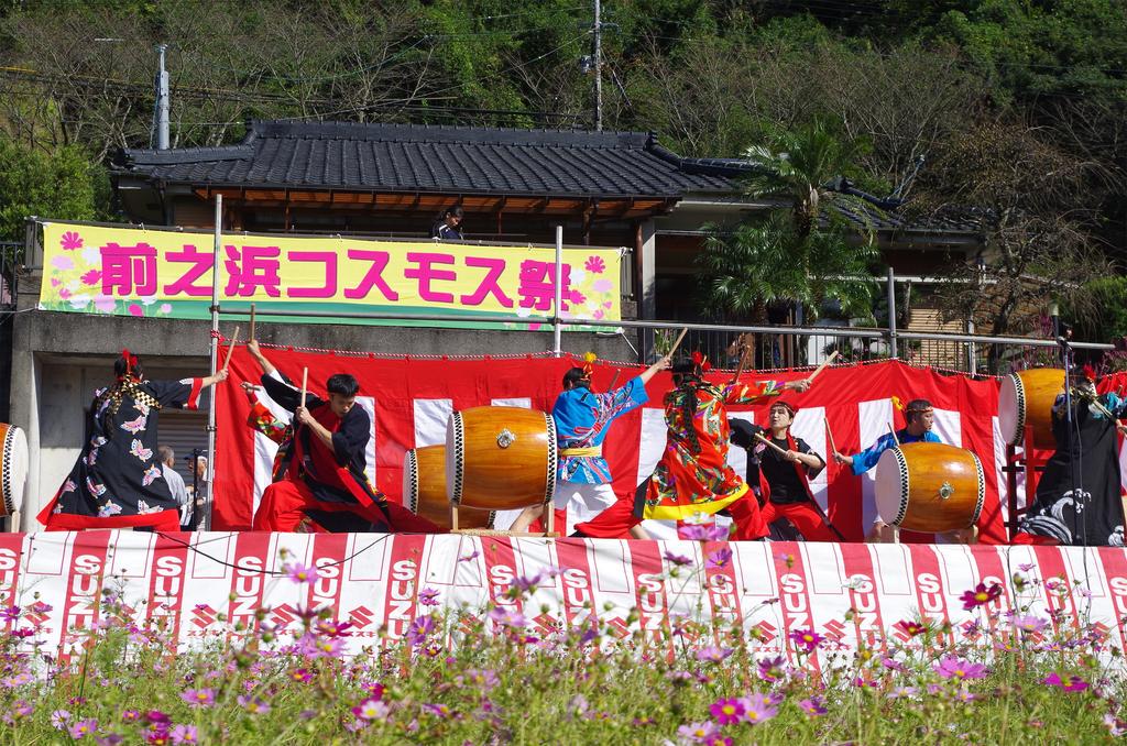 【2023】第15回 コスモス祭り in 喜入前之浜町-1