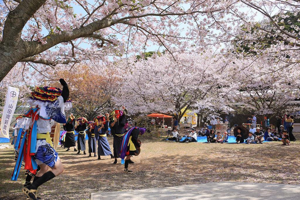 梶折鼻公園桜まつり-1