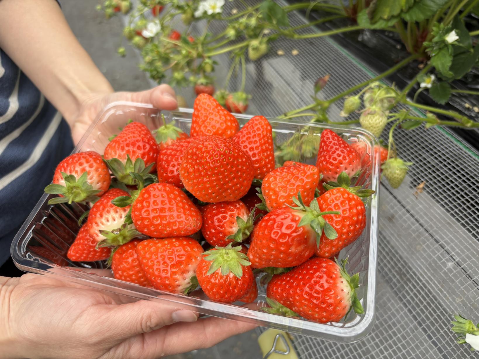 片平観光農園-1