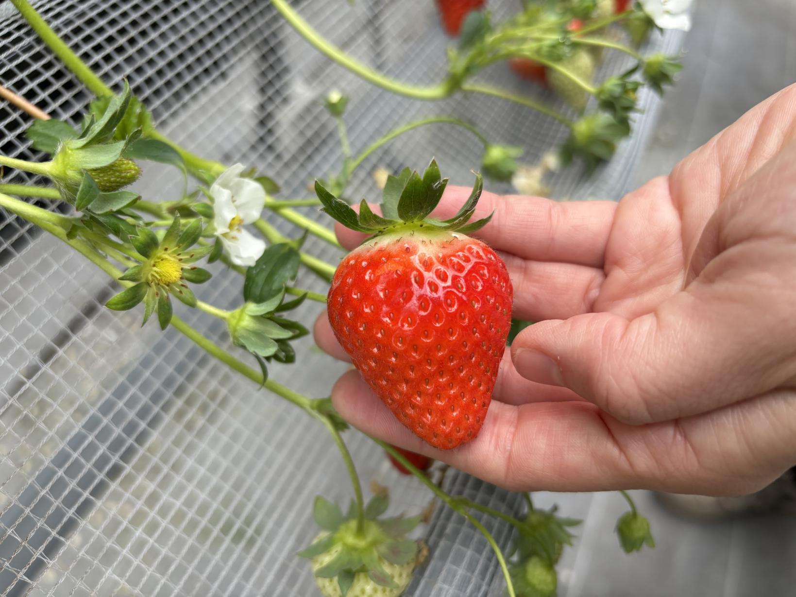 片平観光農園-1