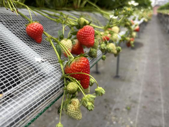 片平観光農園-3