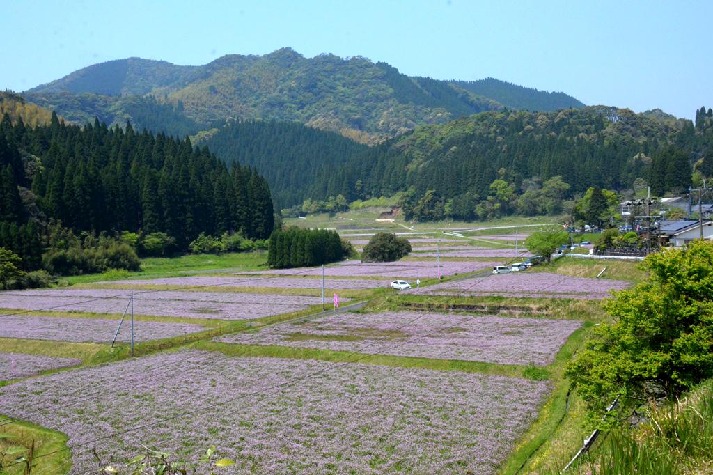 2024　姶良のすんくじらで　れんげまつり-4