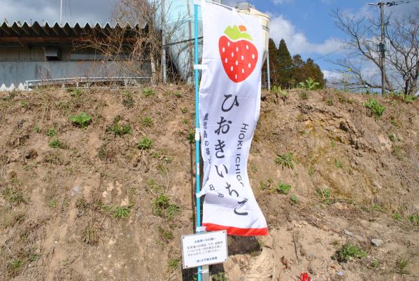 Eat Kagoshima strawberries!-1