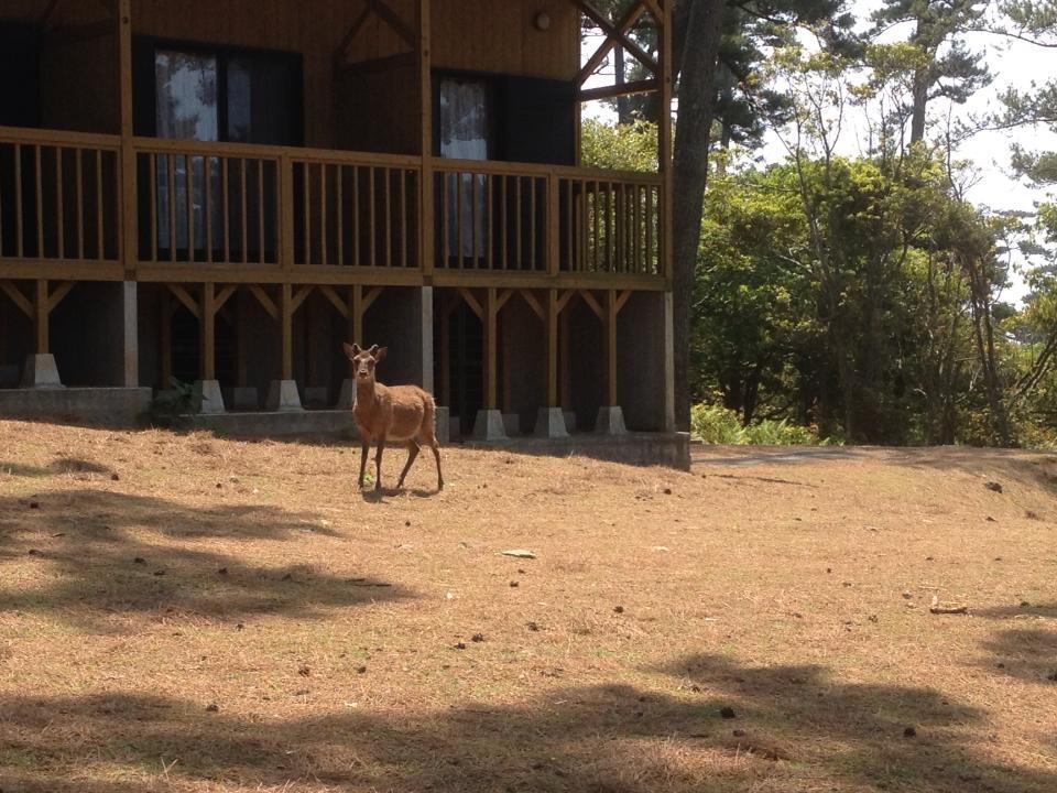 阿久根大島公園-6