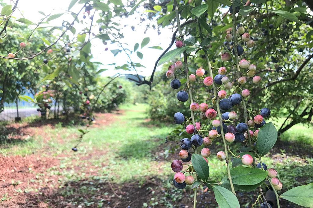 伊佐ブルーベリー摘み取り観光農園-3