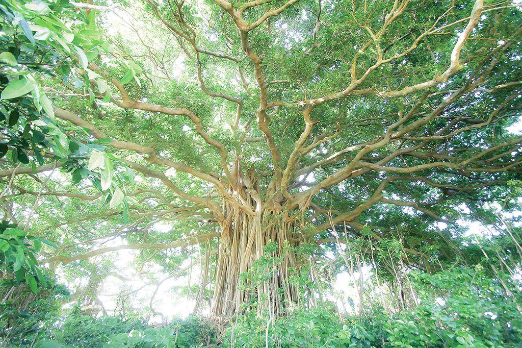 거대한 대만고무나무 Ficus microcarpa-0