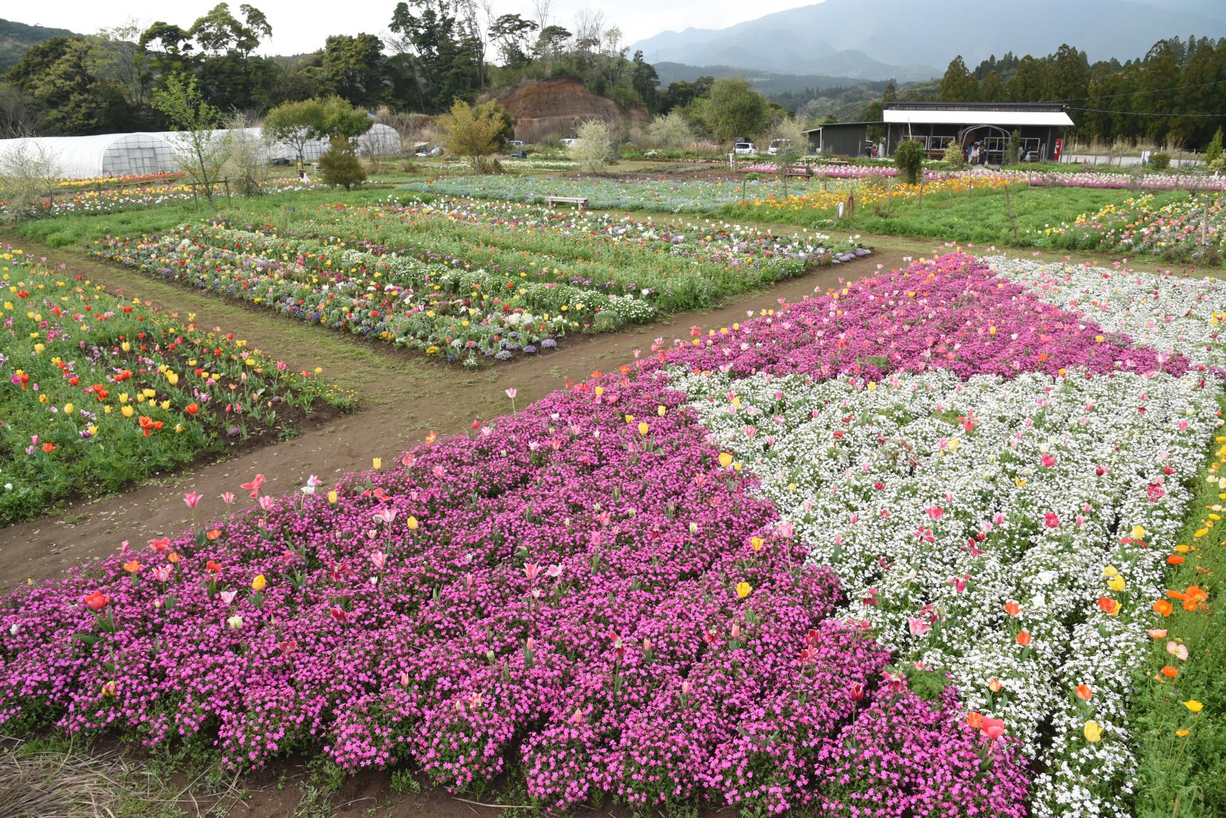 大馬士革之風（damask)-4