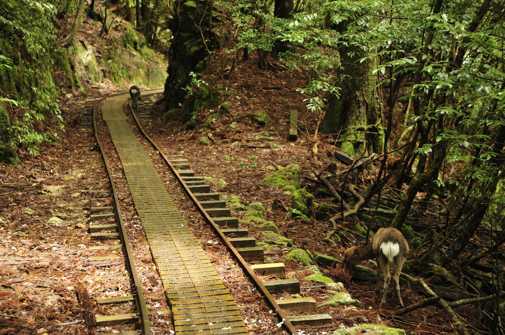 トロッコ道-3