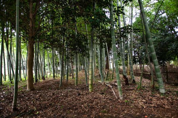 Kanno-ji Temple-1