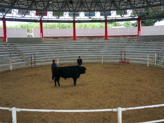 Tokunoshima Nakusami Kan (Bullfighting materials museum)-2