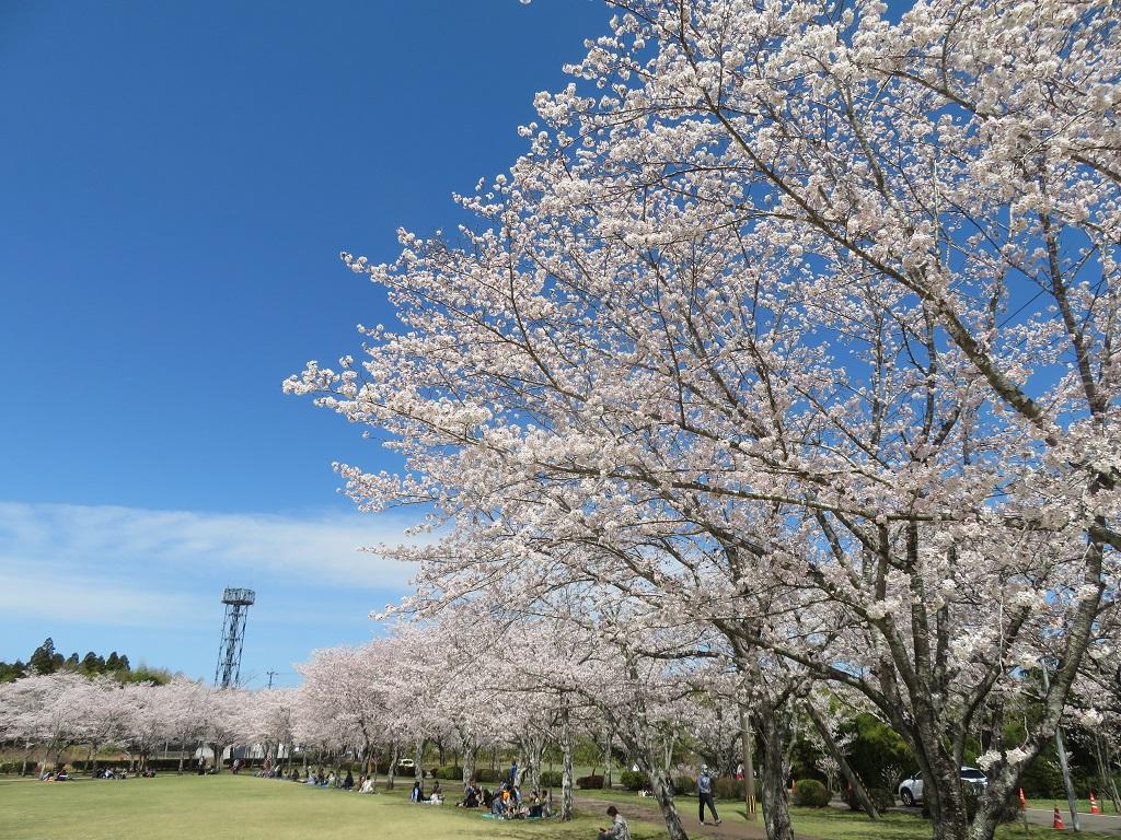 【2025】忠元公園桜まつりウィーク-2
