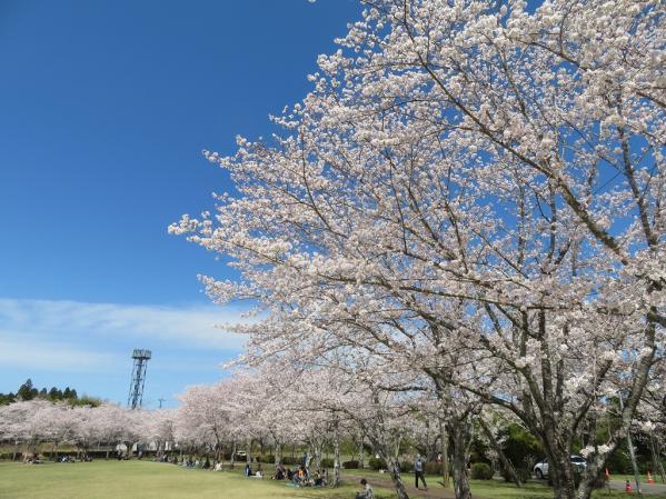 【2024】忠元公園桜まつりウィーク-2