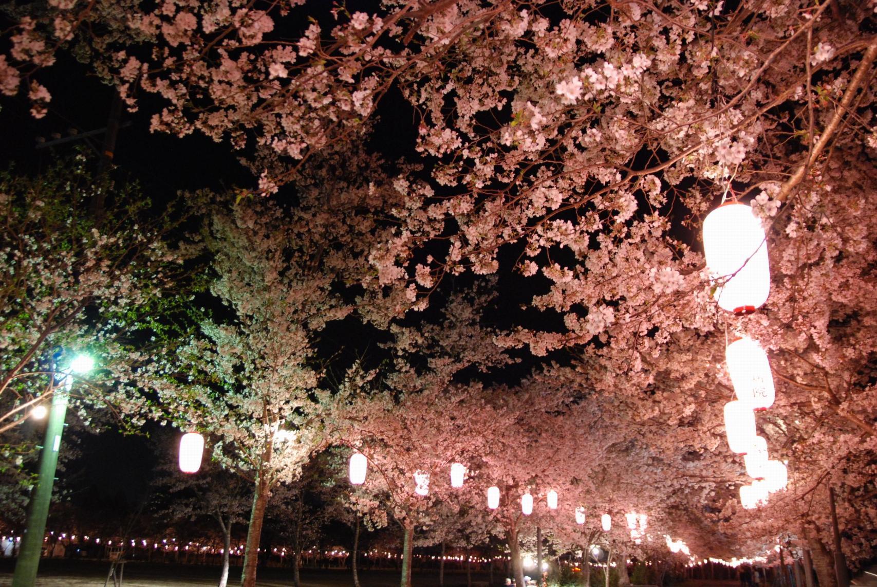 【2025】忠元公園桜まつりウィーク-4