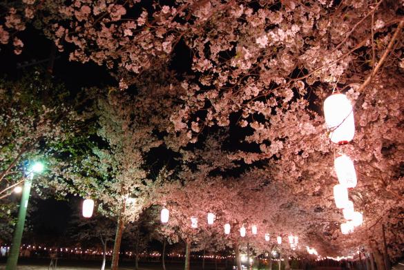 【2025】忠元公園桜まつりウィーク-4