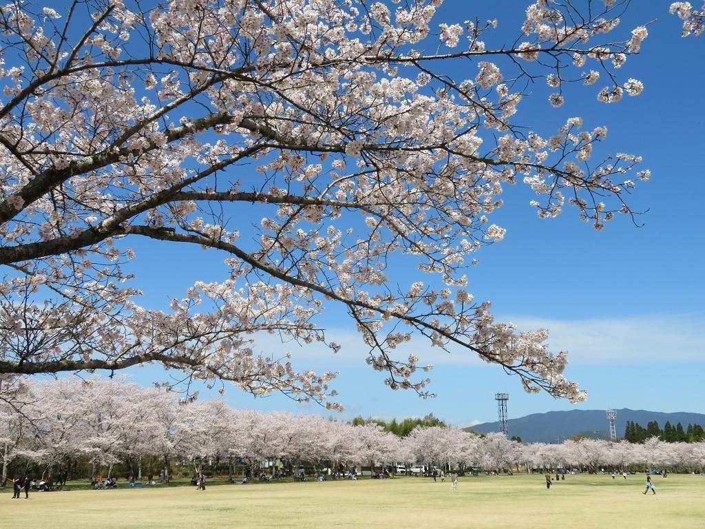 【2025】忠元公園桜まつりウィーク-1
