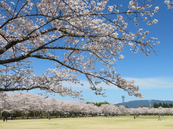 【2024】忠元公園桜まつりウィーク-1