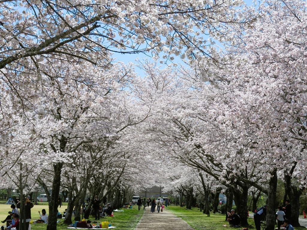 【2024】忠元公園桜まつりウィーク-1