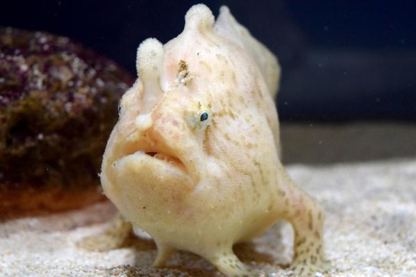 みなとの小さな水族館-2
