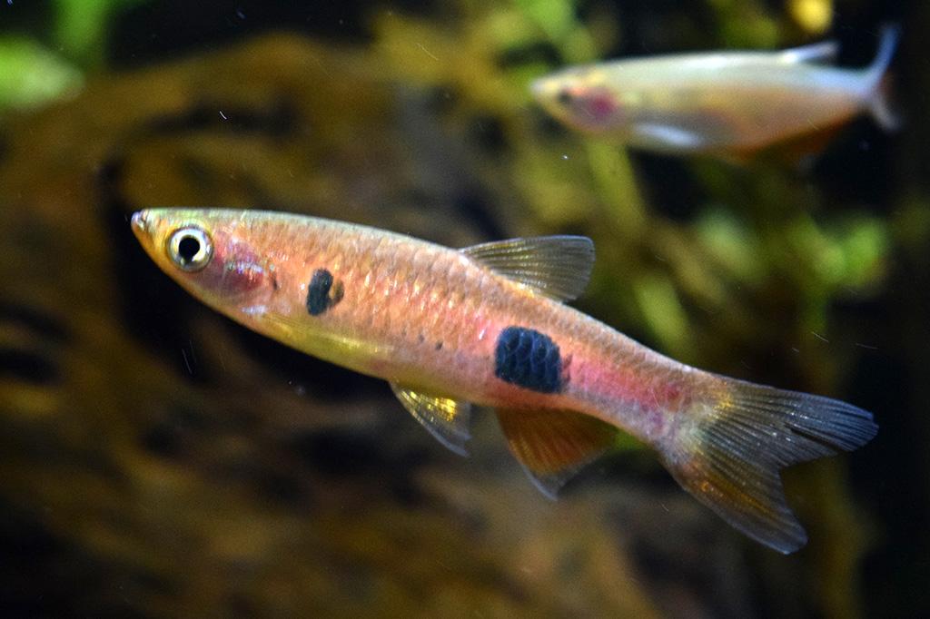 みなとの小さな水族館-6