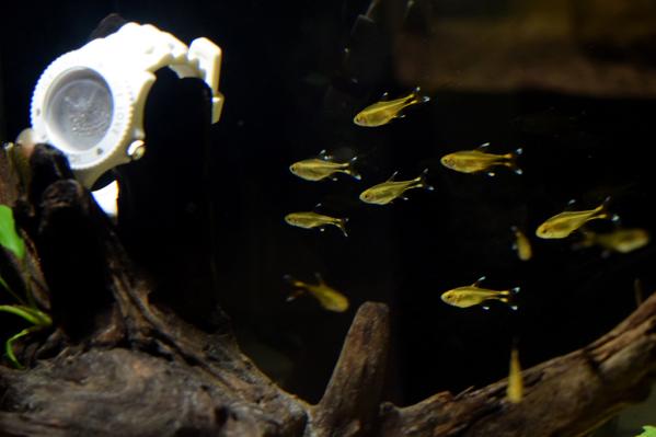 みなとの小さな水族館-1