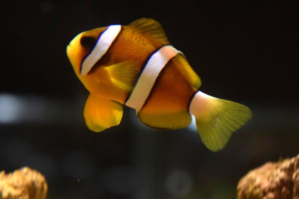 みなとの小さな水族館-3