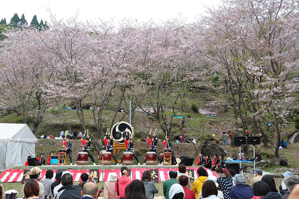 【2024】観音ヶ池市民の森　さくら祭り-1