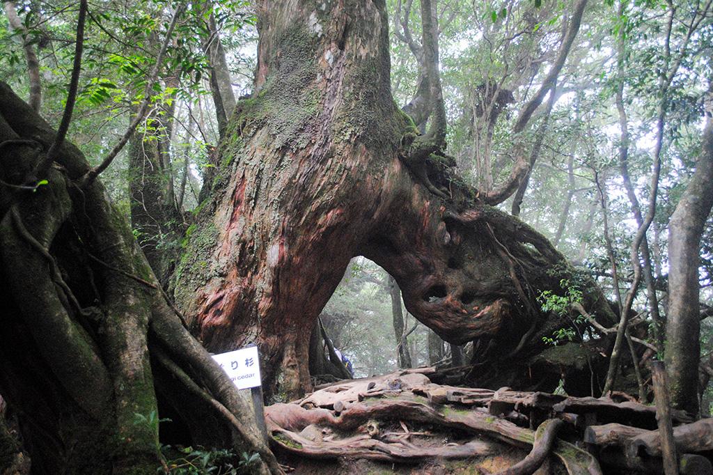 白谷雲水峡トレッキング/屋久島-0