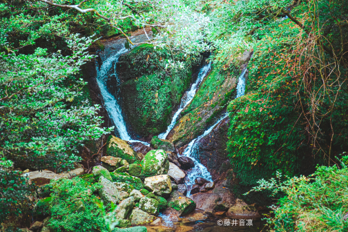 白谷雲水峡トレッキング/屋久島-7