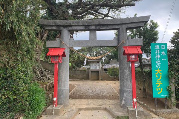 日本一の大ソテツ（坂井神社）-5