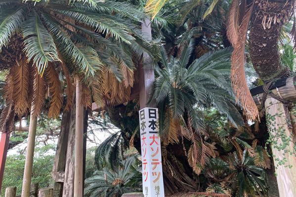 日本一の大ソテツ（坂井神社）-8