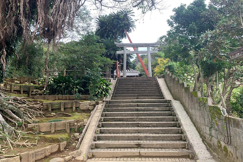 日本一の大ソテツ（坂井神社）-4