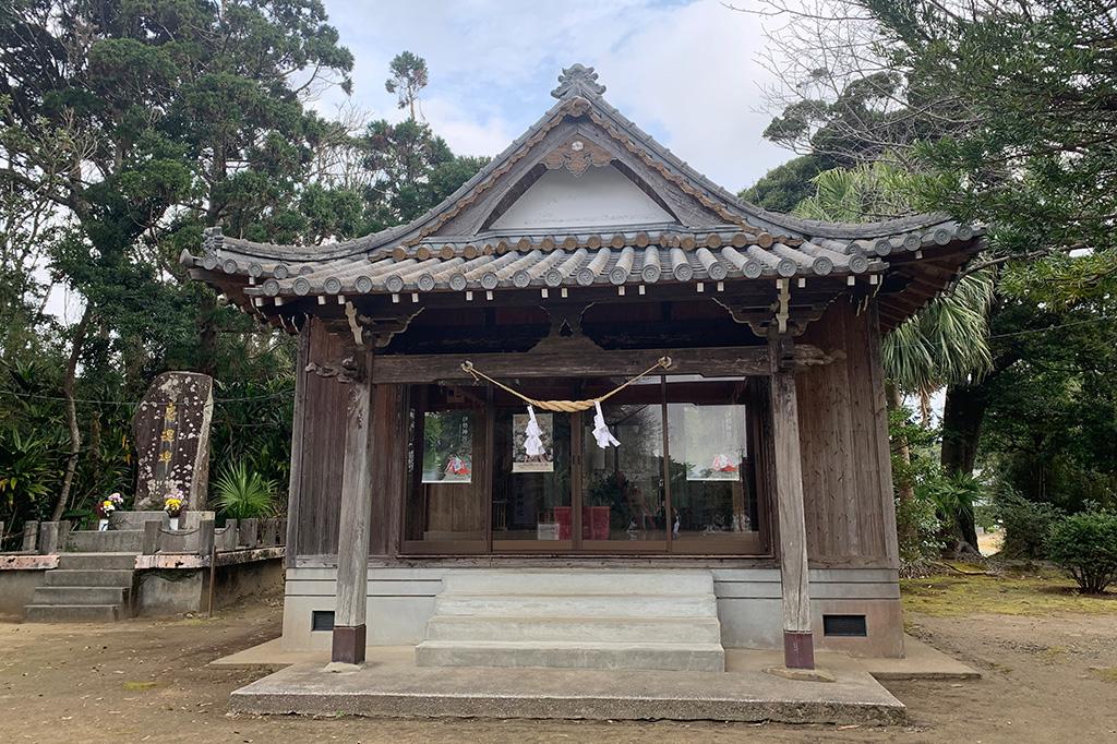 日本一の大ソテツ（坂井神社）-2