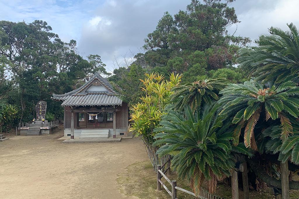 日本一の大ソテツ（坂井神社）-7