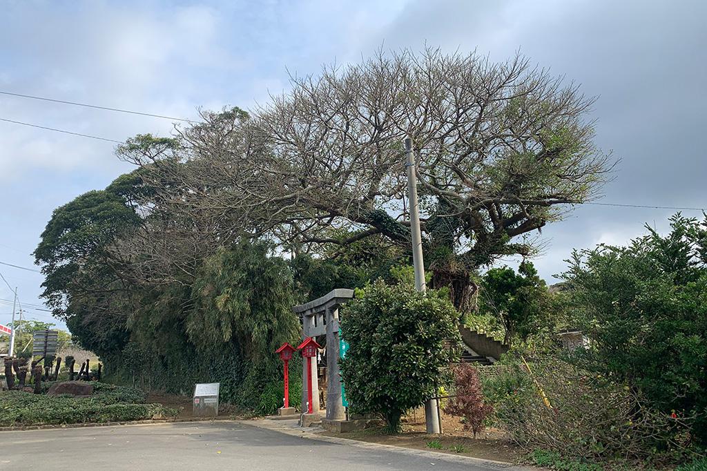 日本一の大ソテツ（坂井神社）-6