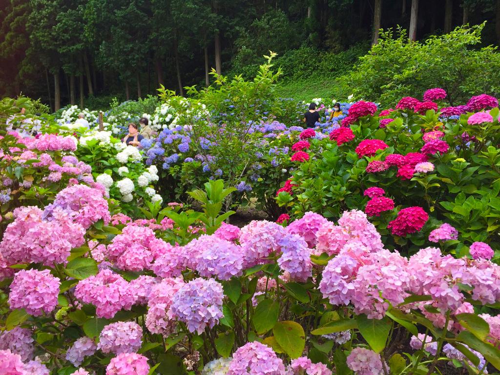 洗川繡球花園-6