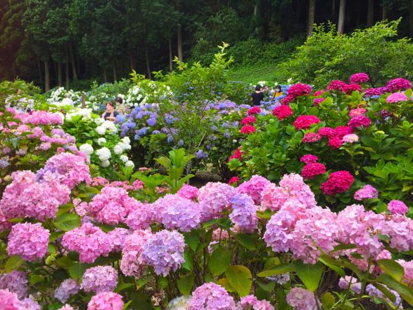 洗川繡球花園-6