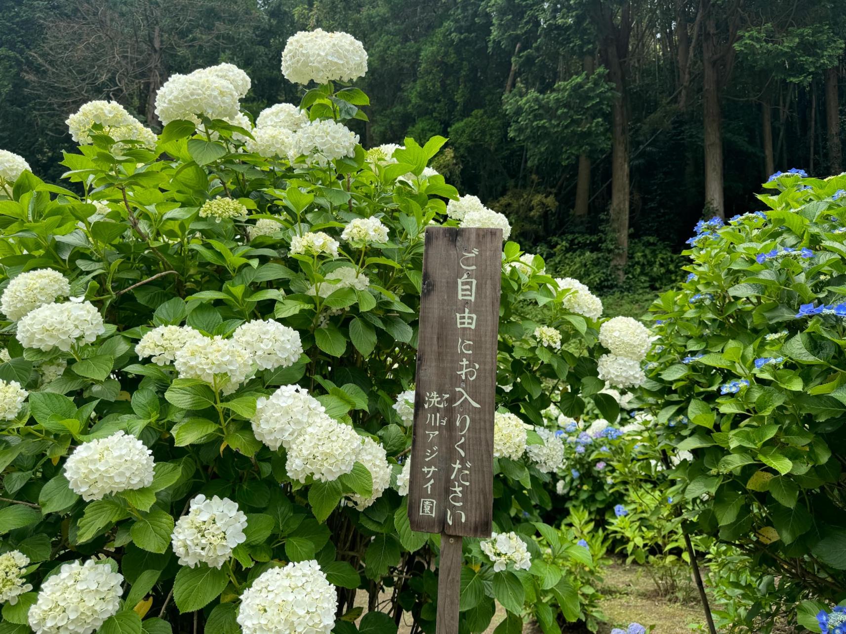 아레고 수국공원-6