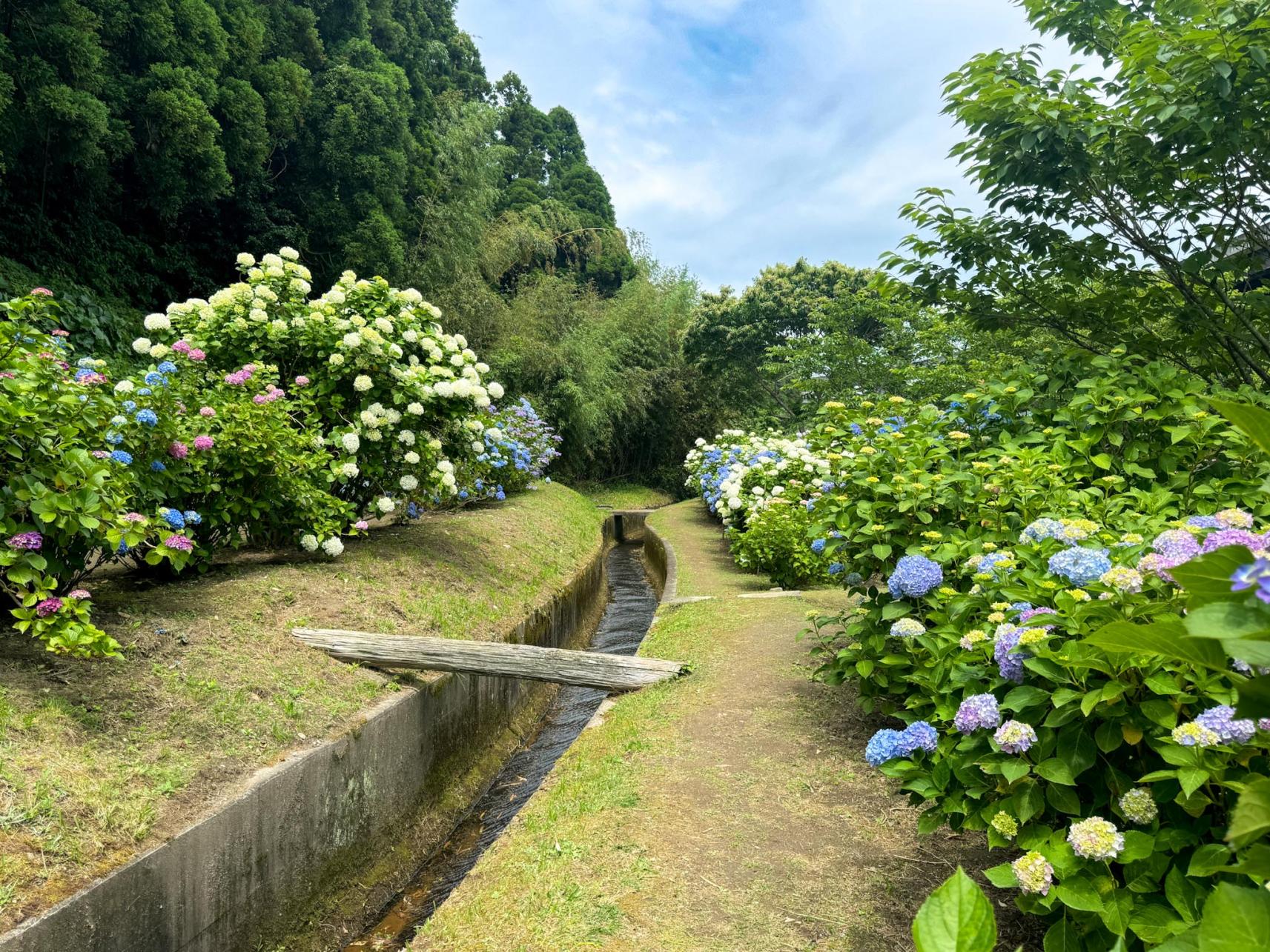 아레고 수국공원-3