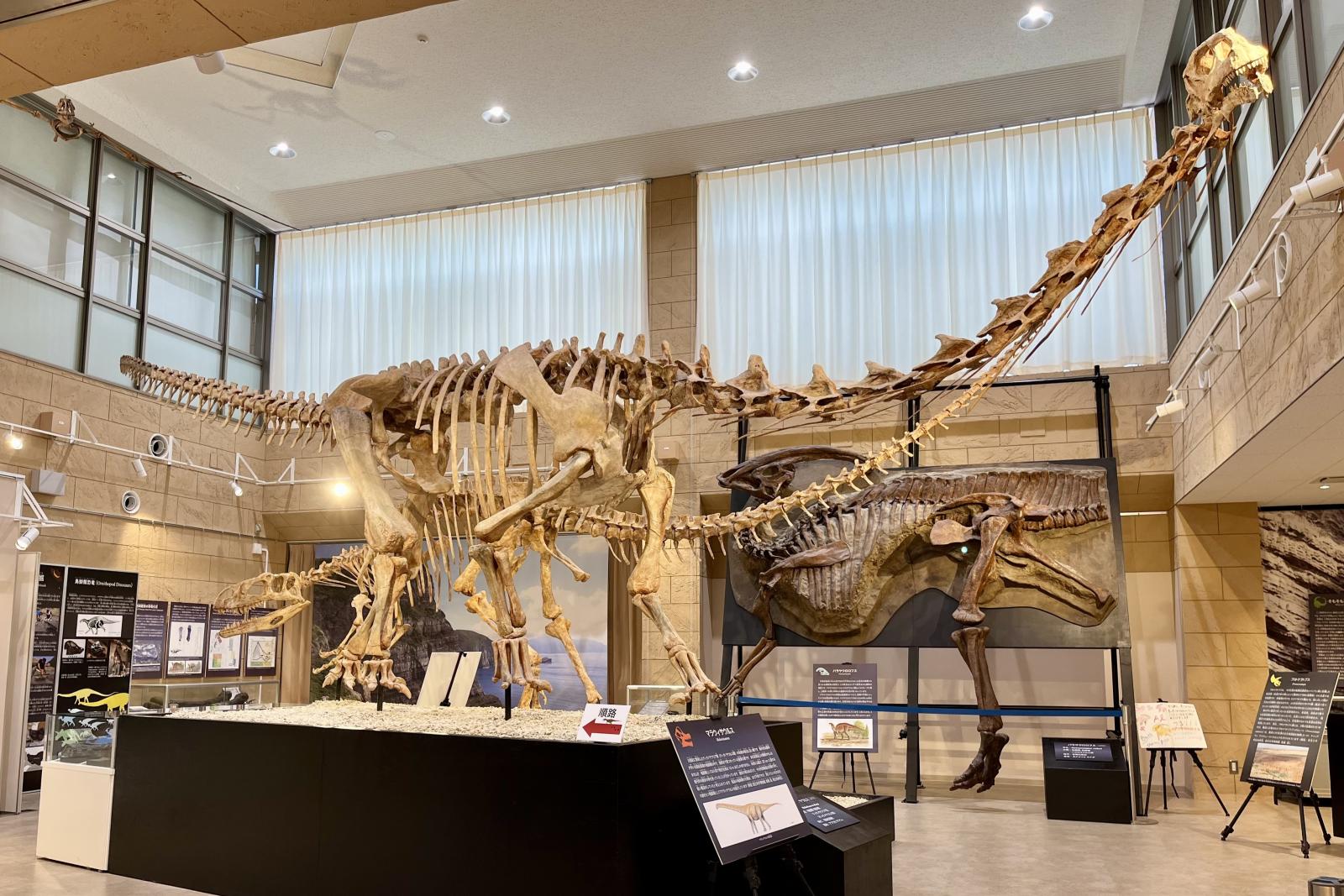 Koshiki Museum's Dinosaur Fossil Room-1