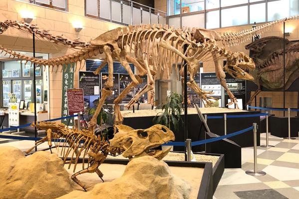 Koshiki Museum's Dinosaur Fossil Room-2