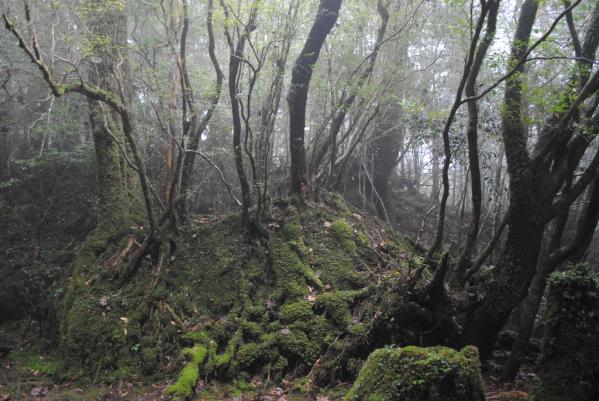 Xe buýt tham quan vòng quanh Yakushima “Yuran Bus”-5