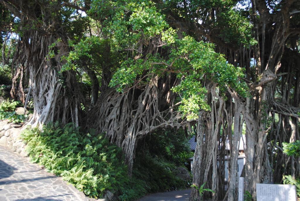 Yakushima Sightseeing Bus (Yuran)-4