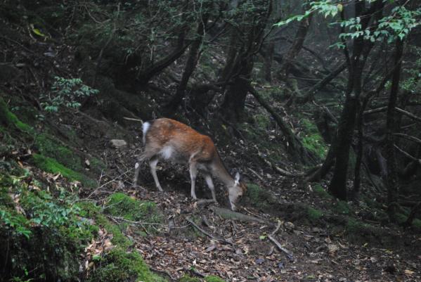 Yakushima Sightseeing Bus (Yuran)-6