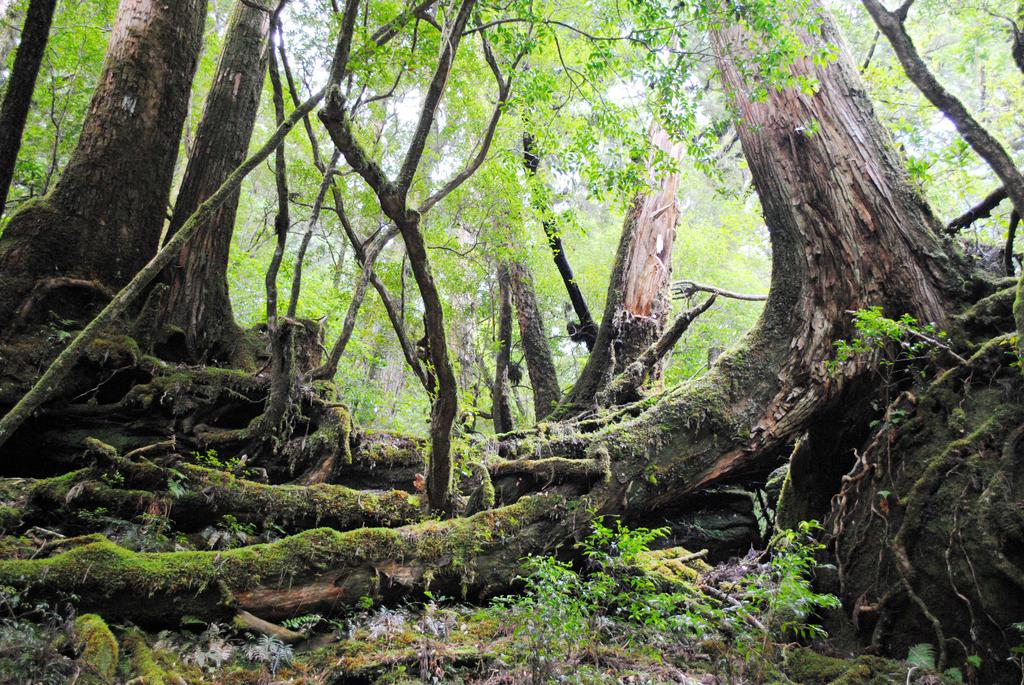 Yakushima Sightseeing Bus (Yuran)-0