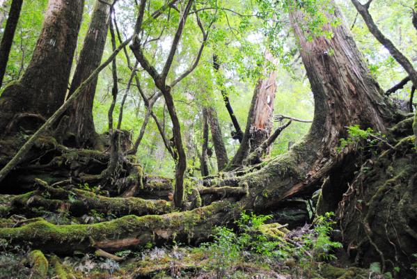 Xe buýt tham quan vòng quanh Yakushima “Yuran Bus”-0