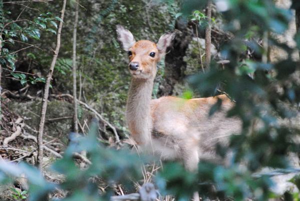 Xe buýt tham quan vòng quanh Yakushima “Yuran Bus”-2