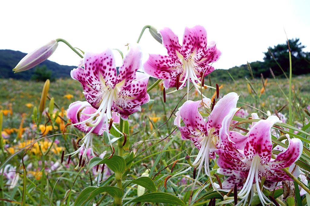 みっちり草原-2